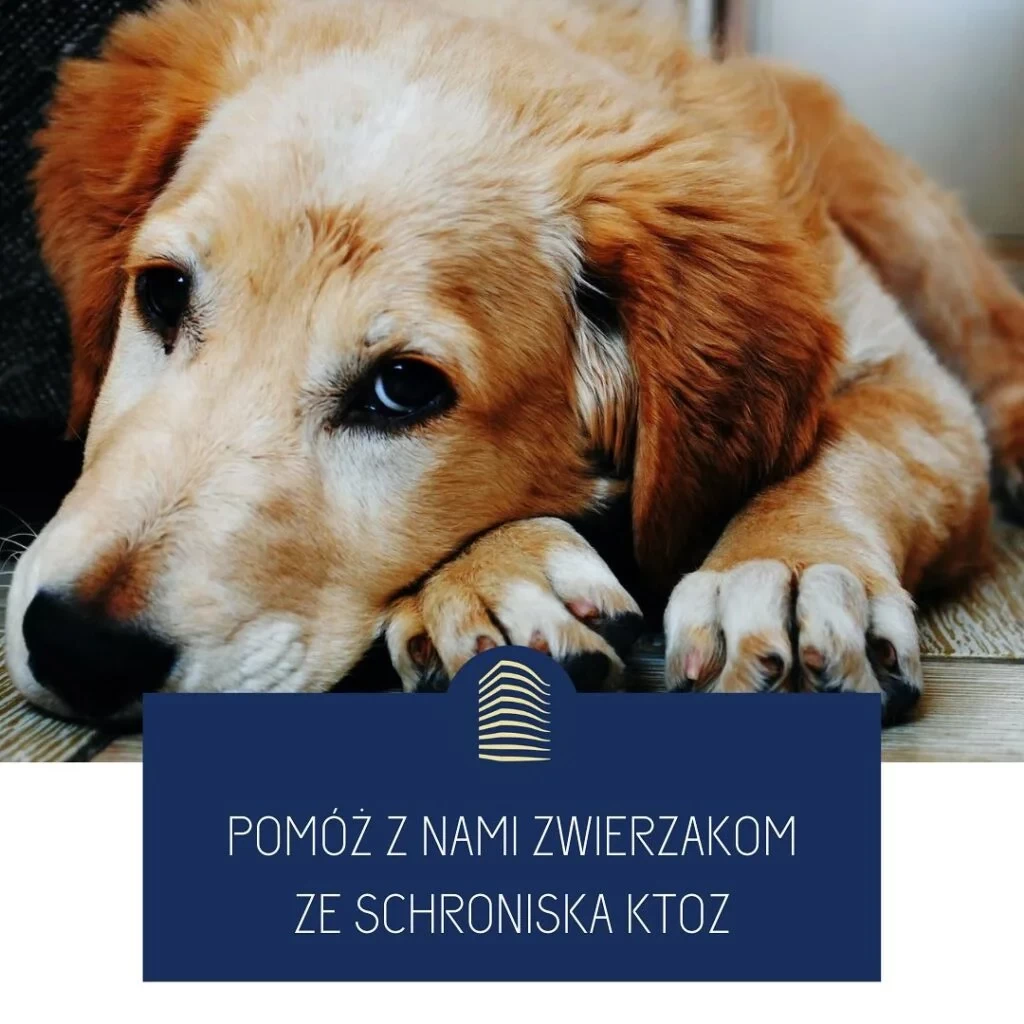 Pomóż z nami zwierzakom ze schroniska KTOZ akcja trwa do 31.01.2023